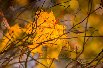 golden colored autumn leaves in nature