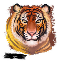 Tiger watercolor portrait in closeup. Hand drawn panthera tigris, wild cat of large size. Felidae family member mammal with furry coat. Predator wildlife, carnivore beast digital art illustration