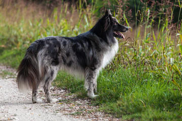 dog bust mix between Australian shepherd and border collie, blue merle