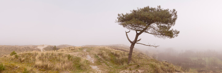 Lonely tree on a dune on a foggy morning