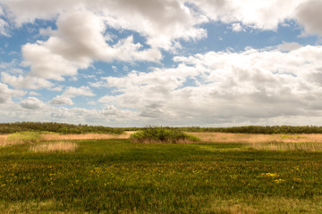 Fototapeta na wymiar Marsh landscape with reed collar and bushes under a cloudy blue sky