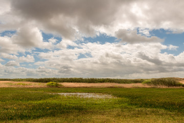 Marsh landscape with reed collar and bushes under a cloudy blue sky