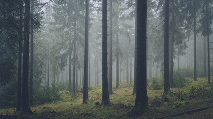 Fototapeta na wymiar dark foggy forest 