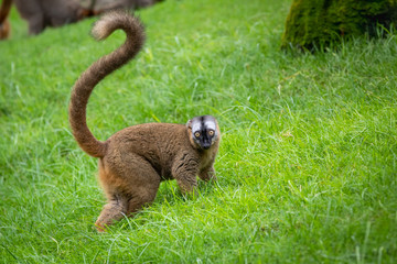 The red ruffed lemur on the ground looking to the camera