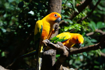 sun parakeet on a branch