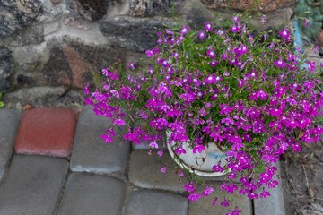 On wet paving slabs against a background of masonry made of granite stones there is a flowerpot with blooming lobelia flowers.