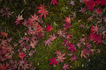 Obraz premium 落ち葉