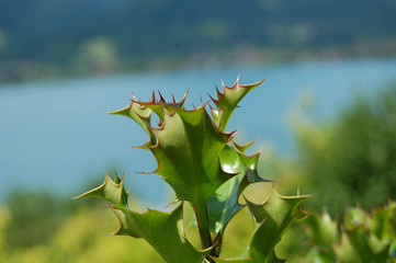 Spiky leaves