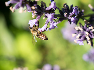 Bee on lavender 3