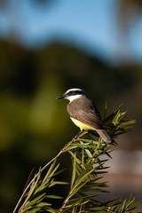 Great Kiskadee Pitangus sulphuratus perched on a branch in the rainforests of Brazil.