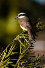 Great Kiskadee Pitangus sulphuratus perched on a branch in the rainforests of Brazil.