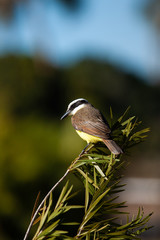 Great Kiskadee Pitangus sulphuratus perched on a branch in the rainforests of Brazil.