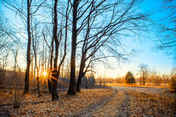 Frosty autumnal morning nature scene with trees.