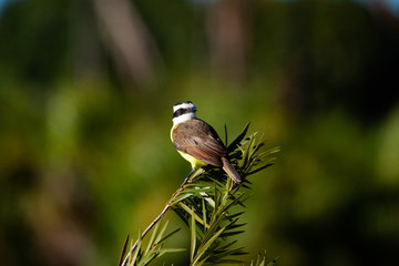 Great Kiskadee Pitangus sulphuratus perched on a branch in the rainforests of Brazil.