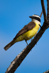 Fototapeta premium Great Kiskadee Pitangus sulphuratus perched on a branch in the rainforests of Brazil.