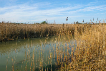 Small green lake with clear water in the swamp. Wetlands in Ukraine. Ukrainian tourism.