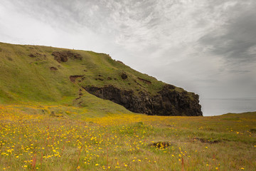 Fototapeta premium landscape with green field and blue sky, yellow flowers on field