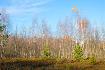 Obraz na płótnie Canvas Young birch and pine trees on a heather meadow in autumn in Ukraine. Ukrainian tourism.
