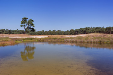 Lonely tree reflected in a lake in The Netherlands