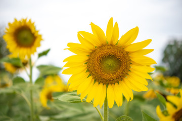 Beautiful sunflowers in the garden.