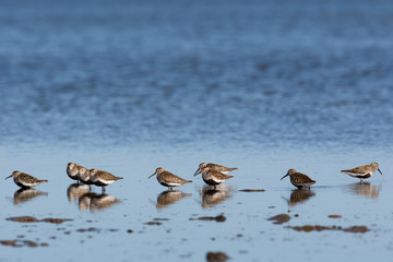 Dunlins in the shallow water near the shore