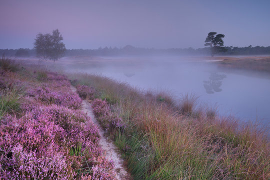 Blooming heather along a lake at dawn