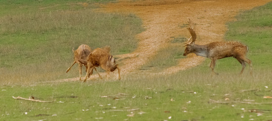 fallow deer grazing in a green meadow