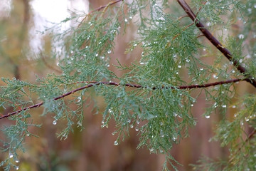 Rain drops on a tree. Close-up, selective focus.