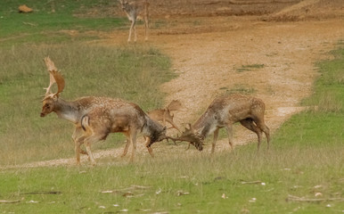 fallow deer grazing in a green meadow
