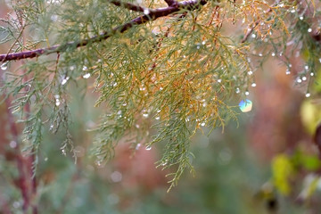 Rain drops on a tree. Close-up, selective focus.