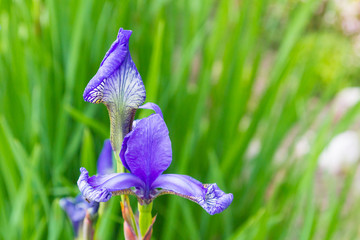 Lilac garden flowers irises grow in the garden in summer