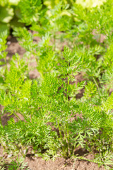 Carrots grow on beds in the garden in the summer