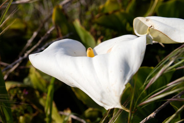 Detail of zantedeschia aethiopica white flower