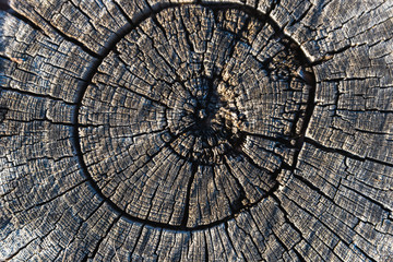 Fototapeta premium volumetric texture of old wood in the cut