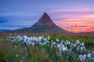 wild cottongrass flower field in front of kirkjufell sharp mountain at colorful dawn - Iceland landscape