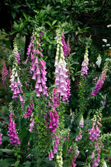 Rote Fingerhut (Digitalis purpurea), rosa und wei&szlig;e Bl&uuml;ten