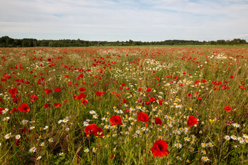 Poppy field in the summer