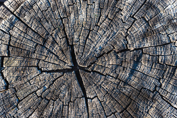 volumetric texture of old wood in the cut