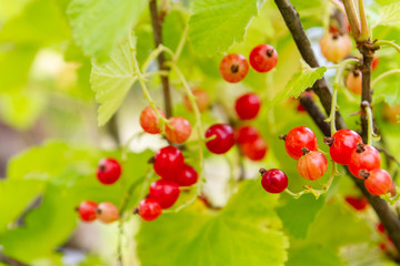Red currant berries hang on a Bush in summer