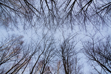Fototapeta na wymiar Looking up at trees in winter