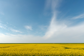 Rapeseed field with a dyke on the horizon under a cloudy blue sky