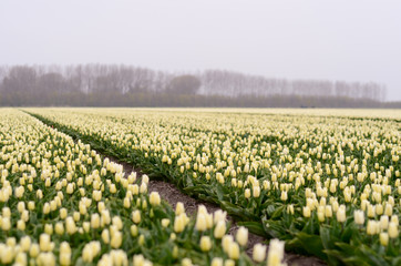 Dutch mountains and tulips