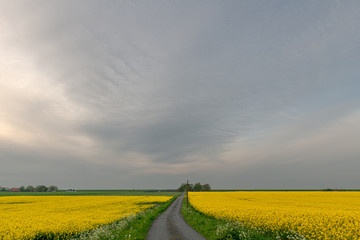 Farm road through a rapeseed field with farms on the horizon