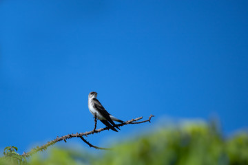 Blue-and-white swallow (Notiochelidon cyanoleuca) perched on a trunk of silk floss tree agaisnt blue sky. Brazil.