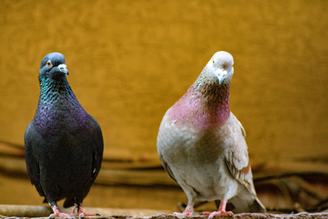 two pigeons in one frame 