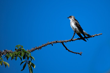 Obraz premium Blue-and-white swallow (Notiochelidon cyanoleuca) perched on a trunk of silk floss tree agaisnt blue sky. Brazil.