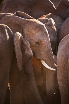 Herd of elephants in Addo Elephant National Park, South Africa