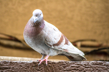 pigeon on the ground