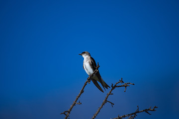 Blue-and-white swallow (Notiochelidon cyanoleuca) perched on a trunk of silk floss tree agaisnt blue sky. Brazil.