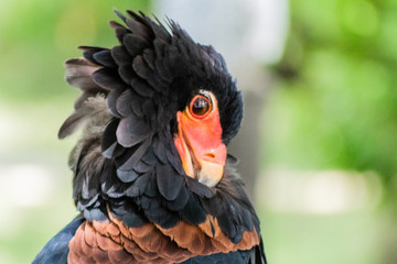 a flying eagle wiping its feathers